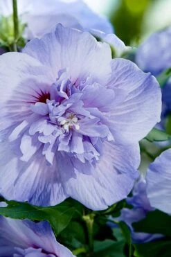 Blue Chiffon Rose Of Sharon - 3 Gallon Pot 11 Blue Chiffon Rose Of Sharon - 3 Gallon Pot -Garden Sales Store Rose Of Sharon Blue Chiffon 10