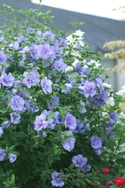 Blue Chiffon Rose Of Sharon - 3 Gallon Pot 10 Blue Chiffon Rose Of Sharon - 3 Gallon Pot -Garden Sales Store Rose Of Sharon Blue Chiffon 5