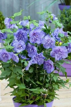 Blue Chiffon Rose Of Sharon - 3 Gallon Pot 12 Blue Chiffon Rose Of Sharon - 3 Gallon Pot -Garden Sales Store Rose Of Sharon BlueChiffon 6