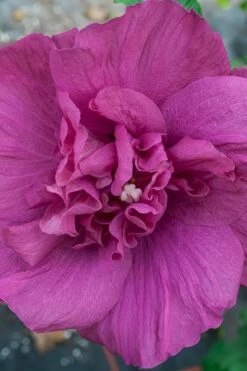 Magenta Chiffon Rose Of Sharon - Hibiscus Syriacus - 3 Gallon Pot -Garden Sales Store Rose Of Sharon Magenta Chiffon 4