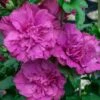 Magenta Chiffon Rose Of Sharon - Hibiscus Syriacus - 3 Gallon Pot