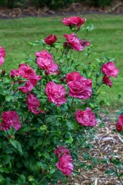 Magenta Chiffon Rose Of Sharon - Hibiscus Syriacus - 3 Gallon Pot -Garden Sales Store Rose Of Sharon Magenta Chiffon 6