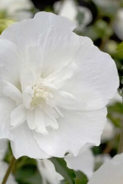White Pillar Rose Of Sharon - 2 Gallon Pot -Garden Sales Store Rose Of Sharon White Pillar 2