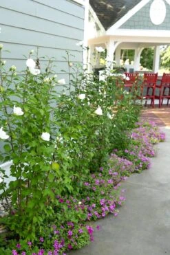 White Pillar Rose Of Sharon - 2 Gallon Pot -Garden Sales Store Rose Of Sharon White Pillar 4
