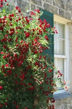Red Cascade Miniature Climbing Rose - 6 Pack Of 1 Gallon Pots -Garden Sales Store Rose Red Cascade 10