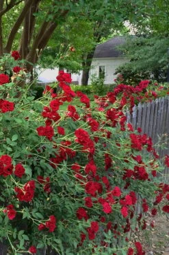 Red Cascade Miniature Climbing Rose - 6 Pack Of 1 Gallon Pots -Garden Sales Store Rose Red Cascade 11
