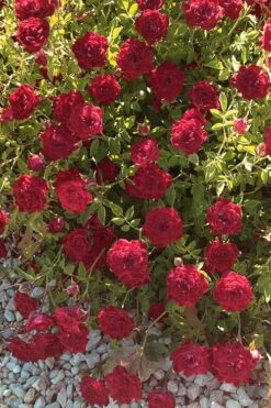 Red Cascade Miniature Climbing Rose - 6 Pack Of 1 Gallon Pots -Garden Sales Store Rose Red Cascade 12