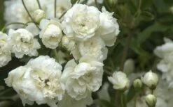 Lady Banks White Rose - 5 Gallon Pot -Garden Sales Store Rose White Lady Banks