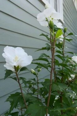 White Pillar Rose Of Sharon - 2 Gallon Pot -Garden Sales Store Rose of Sharon White Pillar 5