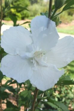 White Pillar Rose Of Sharon - 2 Gallon Pot -Garden Sales Store Rose of Sharon White Pillar 7