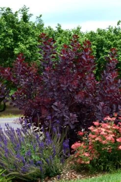 Royal Purple Smoke Tree (Smokebush) - Cotinus Coggygria - 1 Gallon Pot -Garden Sales Store SMoke Tree Royal Purple 20