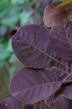 Royal Purple Smoke Tree (Smokebush) - Cotinus Coggygria - 1 Gallon Pot -Garden Sales Store SMoke Tree Royal Purple 22