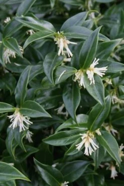 Confused Sweet Box (Sarcococca Confusa) - 1 Gallon Pot