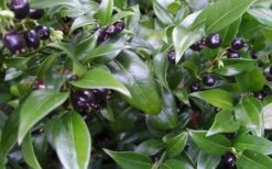 Confused Sweet Box (Sarcococca Confusa) - 1 Gallon Pot -Garden Sales Store Sarcacocca Confusa Berries 10