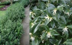 Confused Sweet Box (Sarcococca Confusa) - 1 Gallon Pot -Garden Sales Store Sarcacocca Confusa Berries 2