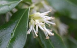 Confused Sweet Box (Sarcococca Confusa) - 1 Gallon Pot -Garden Sales Store Sarcococca Confusa Sweet Box Flower Closeup