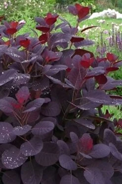 Royal Purple Smoke Tree (Smokebush) - Cotinus Coggygria - 1 Gallon Pot -Garden Sales Store Smoke Tree Royal Purple 11
