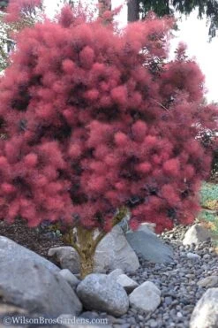 Royal Purple Smoke Tree (Smokebush) - Cotinus Coggygria - 1 Gallon Pot -Garden Sales Store Smoke Tree Royal Purple 12