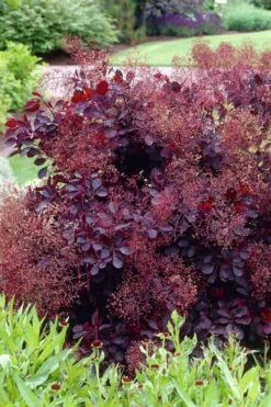 Royal Purple Smoke Tree (Smokebush) - Cotinus Coggygria - 1 Gallon Pot -Garden Sales Store Smoke Tree Royal Purple 23