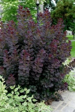 Royal Purple Smoke Tree (Smokebush) - Cotinus Coggygria - 1 Gallon Pot -Garden Sales Store Smoke Tree Royal Purple 25