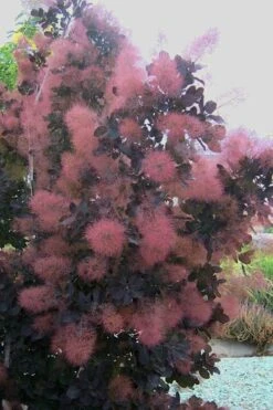 Royal Purple Smoke Tree (Smokebush) - Cotinus Coggygria - 1 Gallon Pot -Garden Sales Store Smoke Tree Royal Purple 28