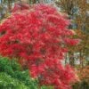 Sourwood Tree - Oxydendrum Arboreum - 1 Gallon Pot