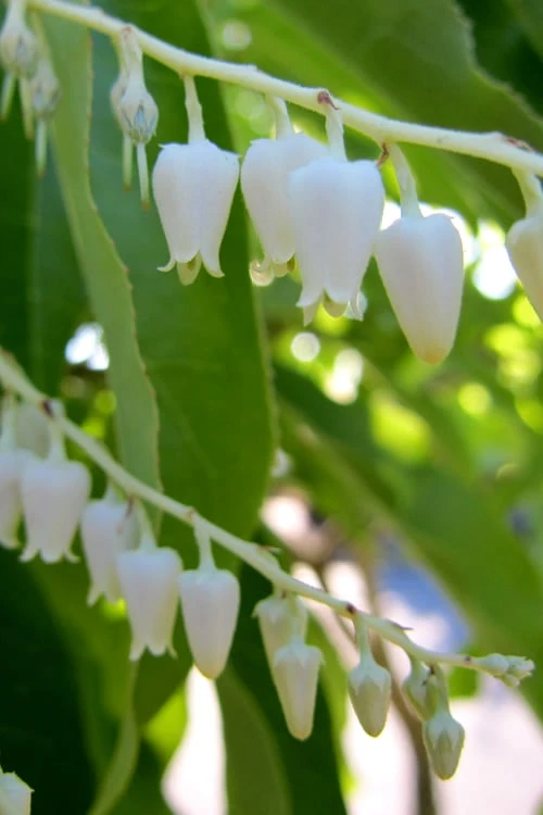 Sourwood Tree - Oxydendrum Arboreum - 1 Gallon Pot 5 Sourwood Tree - Oxydendrum Arboreum - 1 Gallon Pot - Image 5