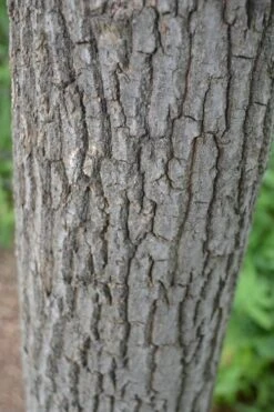 Sourwood Tree - Oxydendrum Arboreum - 1 Gallon Pot 15 Sourwood Tree - Oxydendrum Arboreum - 1 Gallon Pot -Garden Sales Store Sourwood Tree 20