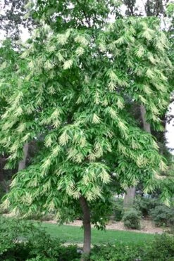 Sourwood Tree - Oxydendrum Arboreum - 1 Gallon Pot 13 Sourwood Tree - Oxydendrum Arboreum - 1 Gallon Pot -Garden Sales Store Sourwood Tree 22