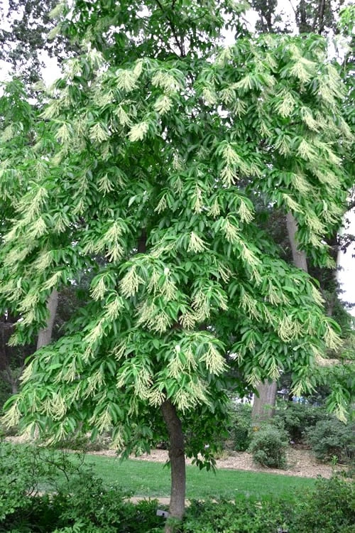 Sourwood Tree - Oxydendrum Arboreum - 1 Gallon Pot 6 Sourwood Tree - Oxydendrum Arboreum - 1 Gallon Pot - Image 6