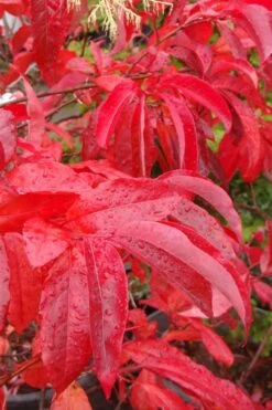 Sourwood Tree - Oxydendrum Arboreum - 1 Gallon Pot 11 Sourwood Tree - Oxydendrum Arboreum - 1 Gallon Pot -Garden Sales Store Sourwood Tree 6