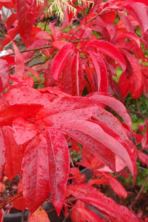 Sourwood Tree - Oxydendrum Arboreum - 1 Gallon Pot 4 Sourwood Tree - Oxydendrum Arboreum - 1 Gallon Pot - Image 4