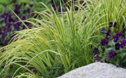 Golden Variegated Sweet Flag - Acorus Gramineus 'Oborozuki' - 18 Count Flats Of Pint Pots -Garden Sales Store Sweet Flag Variegated 2