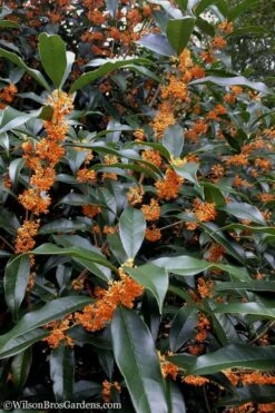 Fragrant Orange Tea Olive - Osmanthus Fragrans Aurantiacus - 3 Gallon Pot -Garden Sales Store Tea Olive Orange 102