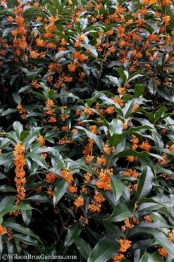 Fragrant Orange Tea Olive - Osmanthus Fragrans Aurantiacus - 3 Gallon Pot -Garden Sales Store Tea Olive Orange 103