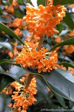 Fragrant Orange Tea Olive - Osmanthus Fragrans Aurantiacus - 3 Gallon Pot -Garden Sales Store Tea Olive Orange 104