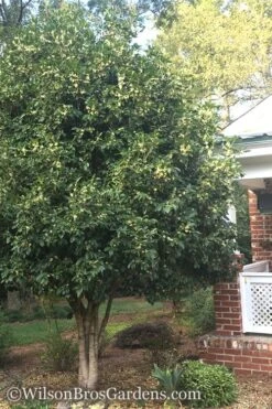 Fragrant White Tea Olive - 1 Gallon Pot -Garden Sales Store Teav Olive White Osmanthus Fragrans 500x750 1