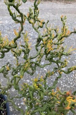 Tiny Dragon Hardy Orange (Poncirus Trifoliata) - 5 Gallon Pot - SALE! -Garden Sales Store Trifoliate Orange Tiny Dragon 1