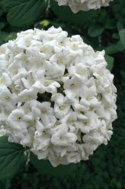 Fragrant Snowball Viburnum Carlecephalum - 3 Gallon Pot -Garden Sales Store Viburnum Carlcephalum 12