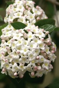 Fragrant Snowball Viburnum Carlecephalum - 3 Gallon Pot -Garden Sales Store Viburnum Carlcephalum 15