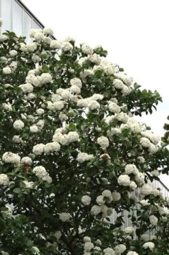 Fragrant Snowball Viburnum Carlecephalum - 3 Gallon Pot -Garden Sales Store Viburnum Carlcephalum 16