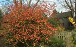 Fragrant Mohawk Viburnum Burkwoodi - 3 Gallon Pot -Garden Sales Store Viburnum Mohawk 10
