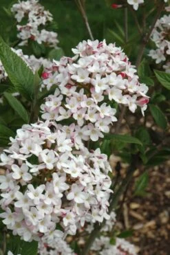 Fragrant Mohawk Viburnum Burkwoodi - 3 Gallon Pot -Garden Sales Store Viburnum Mohawk 4