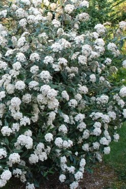 Fragrant Mohawk Viburnum Burkwoodi - 3 Gallon Pot -Garden Sales Store Viburnum Mohawk 5