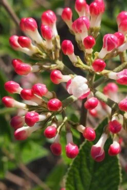 Fragrant Mohawk Viburnum Burkwoodi - 3 Gallon Pot -Garden Sales Store Viburnum Mohawk 6