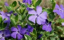 Ralph Shugert Variegated Periwinkle - Vinca Minor - 3 Pack Of Pint Pots -Garden Sales Store Vinca Minor Ralph Shugert Closeup