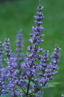 Blue Diddley Dwarf Chaste Tree (Vitex Agnus-castus) - 1 Gallon Pot -Garden Sales Store Vitex Blue Diddley 1