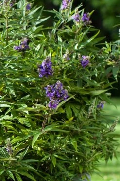 Blue Puffball Chaste Tree (Dwarf) - Vitex - 3 Gallon Pot -Garden Sales Store Vitex Blue Puffball 2