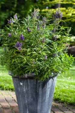 Blue Puffball Chaste Tree (Dwarf) - Vitex - 3 Gallon Pot -Garden Sales Store Vitex Blue Puffball 3