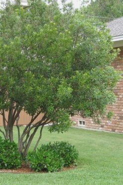 Southern Wax Myrtle - 3 Gallon Pot -Garden Sales Store Wax Myrtle Southern 1 500x750 1